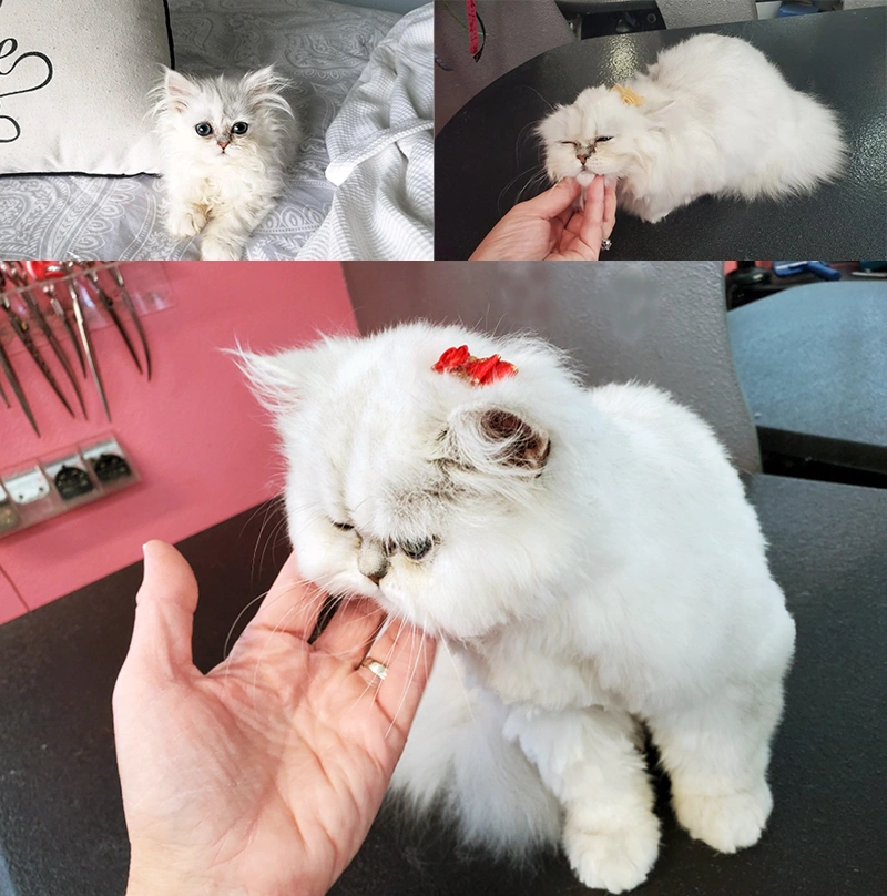 Feline Grooming
